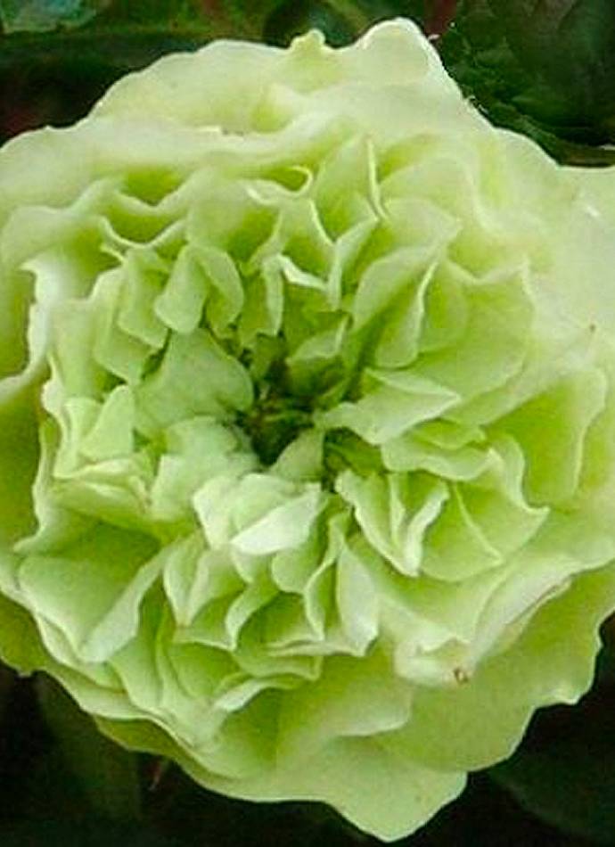 Троянда "Green Ice" (Зелений лід)