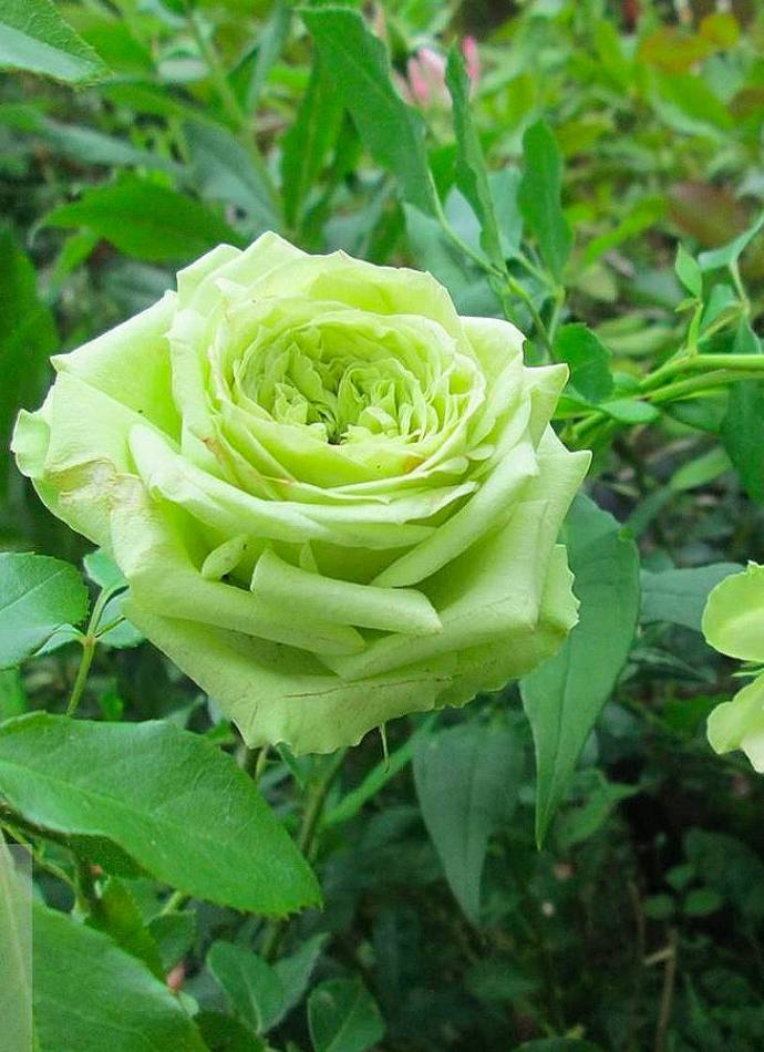 Троянда "Green Tea" (Зелений чай)