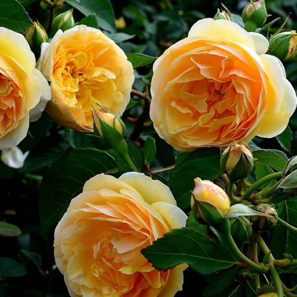Троянда Грехам Томас (Graham Thomas) англійська Д.Остіна