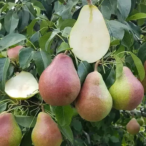 Груша Улюблениця Клаппа, 2 роки