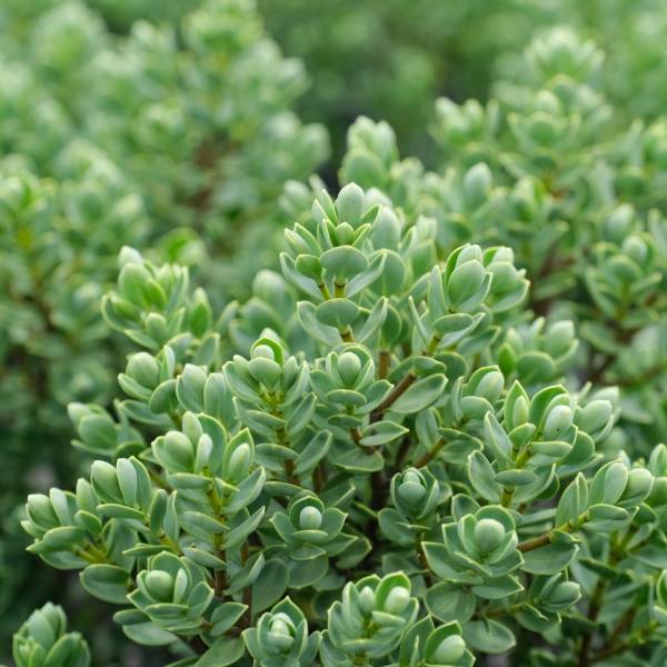 Хебе Topiaria (Топіарія), p9