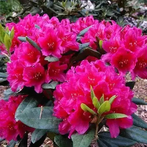 Рододендрон Hellikki (Хеллікі), 3 л