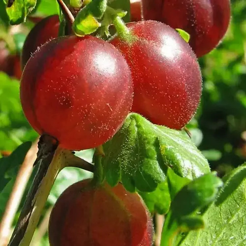 Саджанець агрусу Хіномакі Ред (Hinnonmaki Red) 0,5л ранній 1 річний
