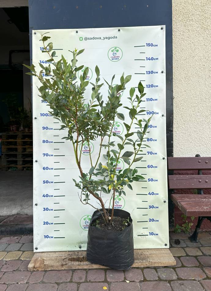 Саджанці лохини "Bluecrop" ("Блюкроп") 5 річні, 15л