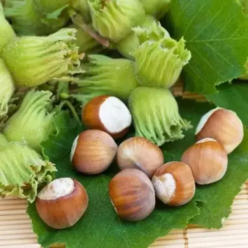 Фундук Каталонський, 2 роки