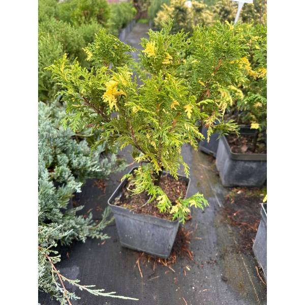 Кипарисовик Nana Aureovariegata (Нана Ауроваріагата), 3л