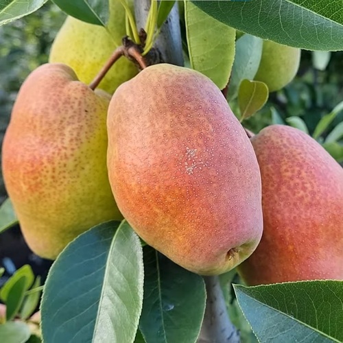 Груша Киргизька Зимова, 2 роки
