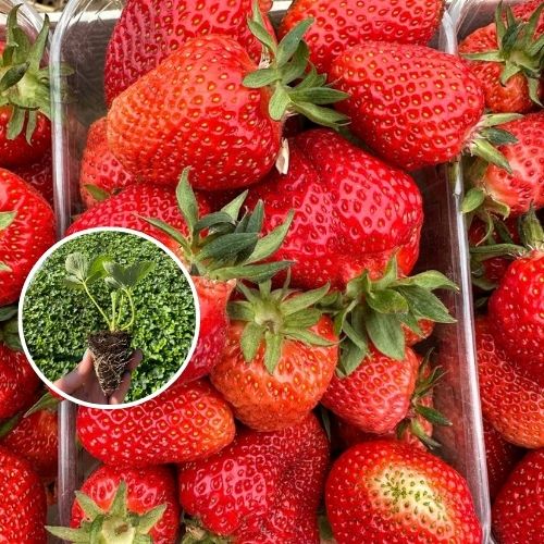 Саджанці ранньої полуниці "Клері" з закритою кореневою системою