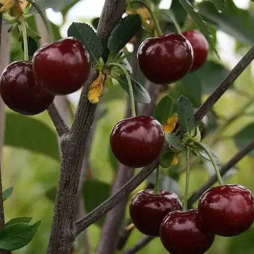Вишня Ерді Крупноплідна, 2 роки