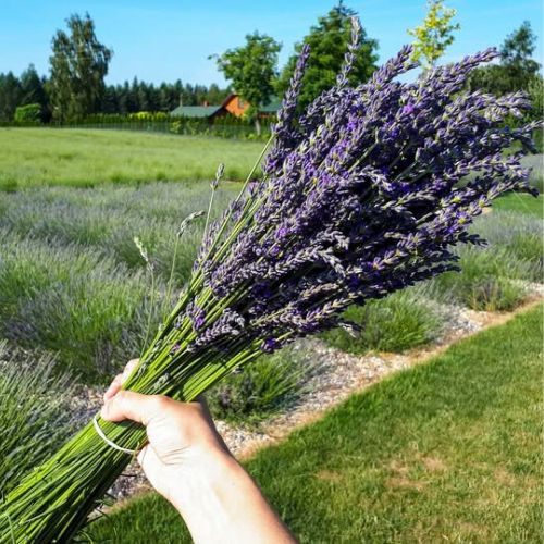 Лаванда гібридна (лавандин) Платінум Ніко (Lavandula Platinum nico), 1л