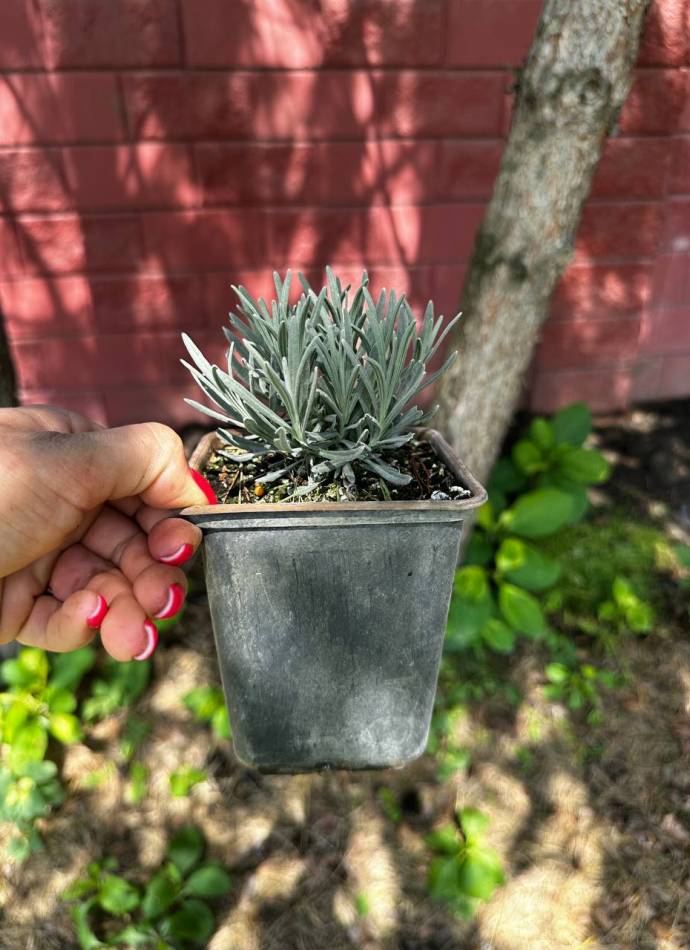 Лаванда гібридна (лавандин) Платінум Ніко (Lavandula Platinum nico), 1л