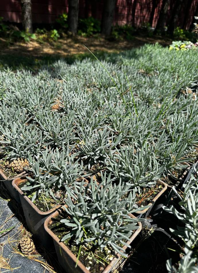 Лаванда гібридна (лавандин) Платінум Ніко (Lavandula Platinum nico), 1л
