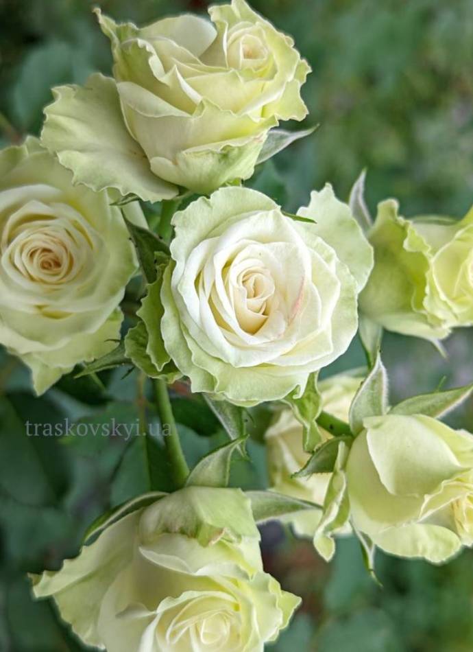 Троянда "Lovely Green" ("Лавлі Грін")