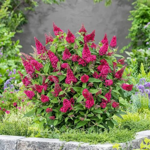 Будлея карликова Літл Рубі (Litle Ruby), 1л