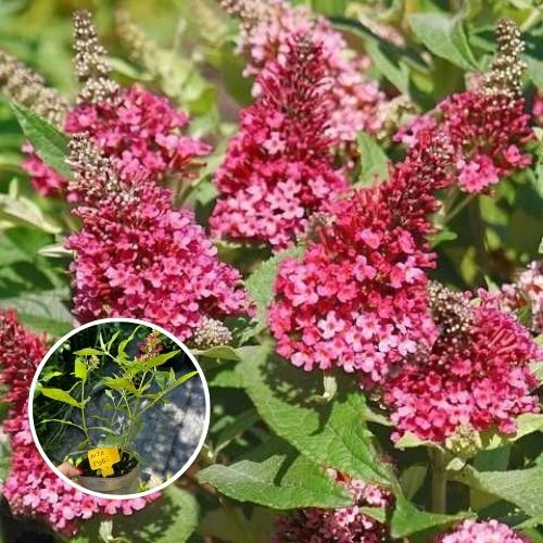Будлея карликова Літл Рубі (Litle Ruby), 1л