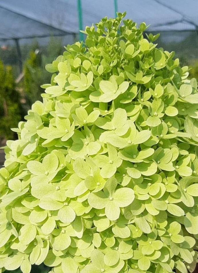 Гортензія волотиста Little Lime (Літл Лайм), 0,5 л