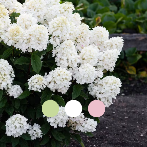 Гортензія волотиста Living Little Blossom, 4л