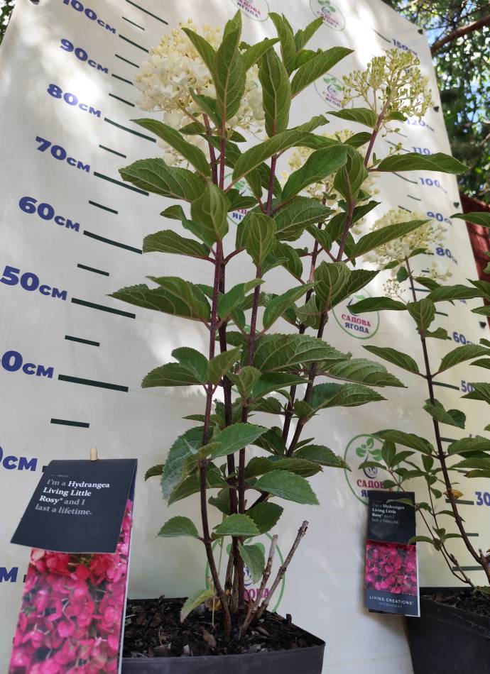 Гортензія волотиста Living Little Rosy, 4л