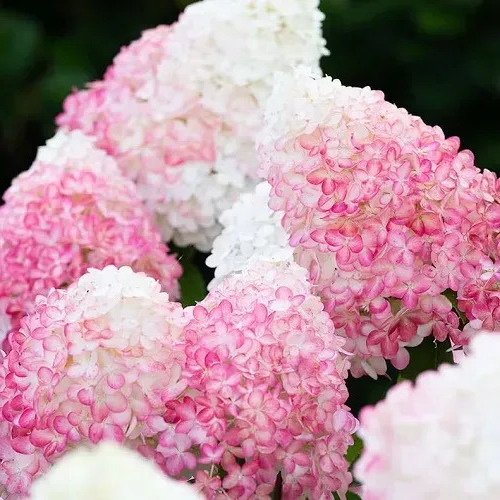 Гортензія волотиста Living pink rose (Лівінг пінк роуз), 2 л
