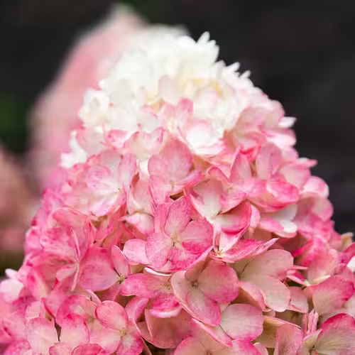 Гортензія волотиста Living Raspberry Pink, 4л