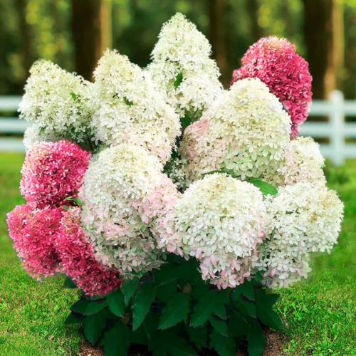 Гортензія волотиста Living Royal Flower (Лівінг Роял Флавер) 2л