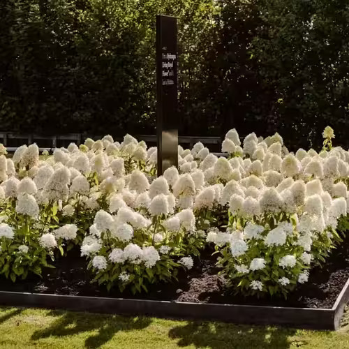Гортензія волотиста Living Royal Flower, 4л