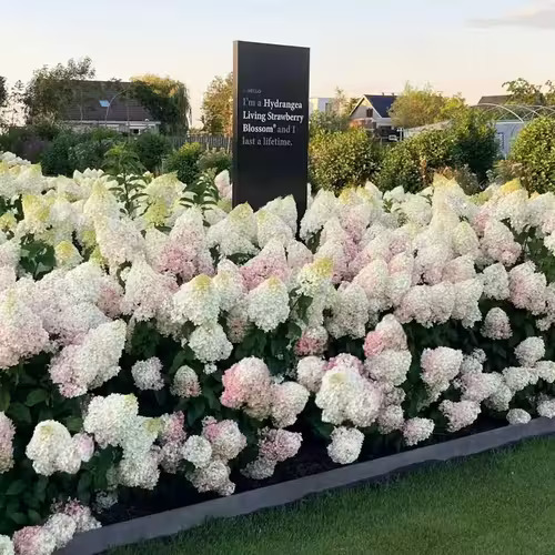 Гортензія волотиста Living Strawberry Blossom, 4л