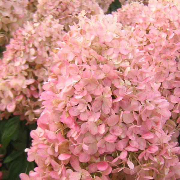 Гортензія волотиста Magical Sweet Summer (Меджикал Світ Саммер)0,5л
