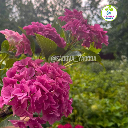 Гортензія крупнолиста MARINE PINK (Марина пінк) F10-12