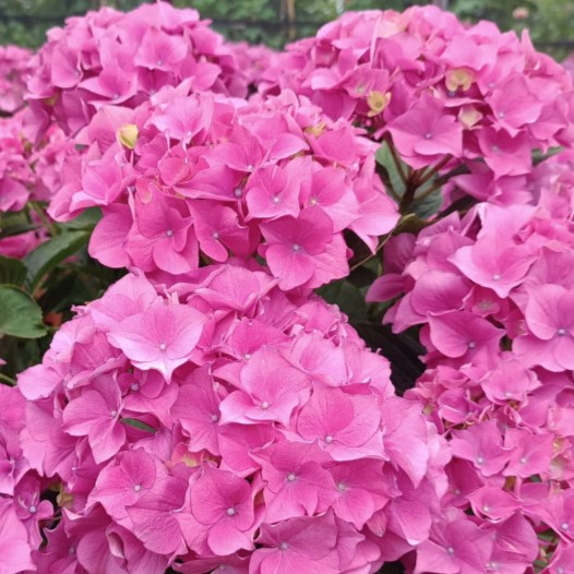 Гортензія крупнолиста MARINE PINK (Марина пінк) F10-12