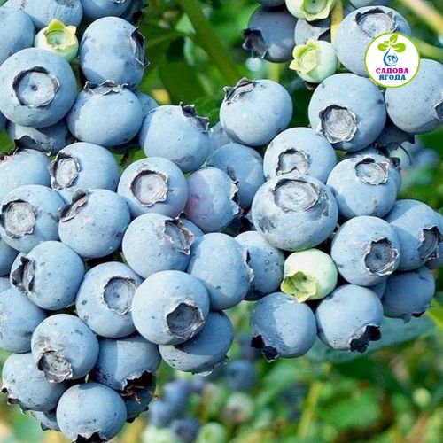 Саджанці лохини "Nelson" ("Нельсон") 3 річні