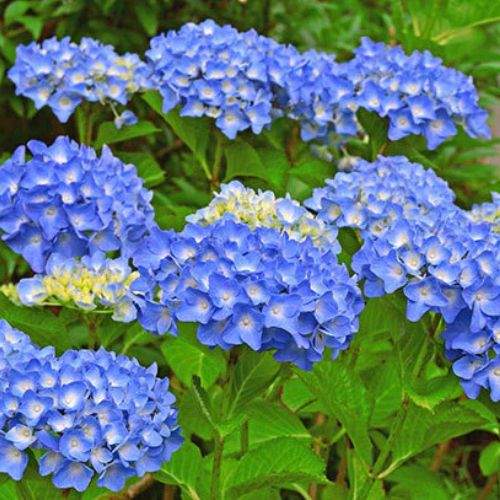 Гортензія широколиста Нікко Блю (Hydrangea macrophylla Nikko Blue), р9