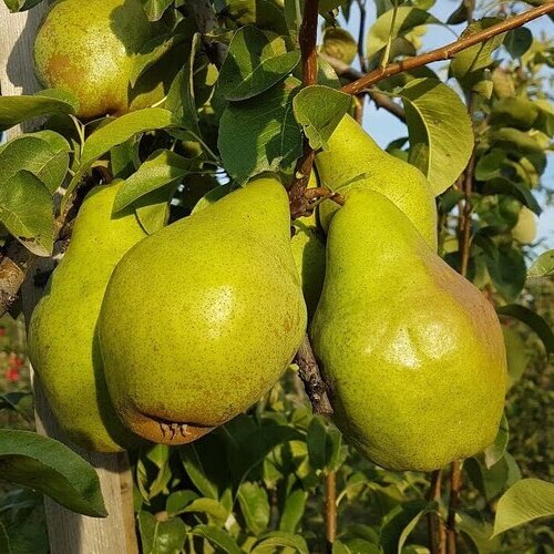 Груша Ноябрська, 2 роки