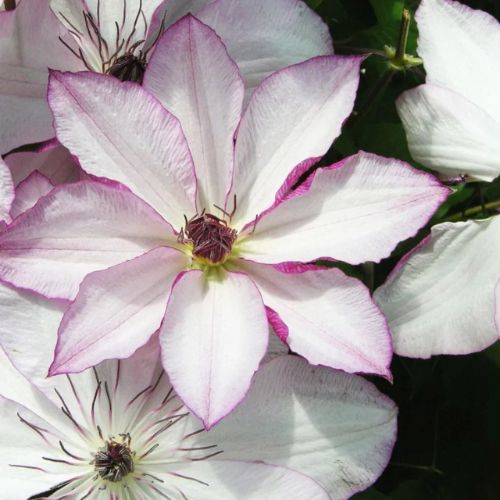 Клематис OMOSHIRO (Омошіро)