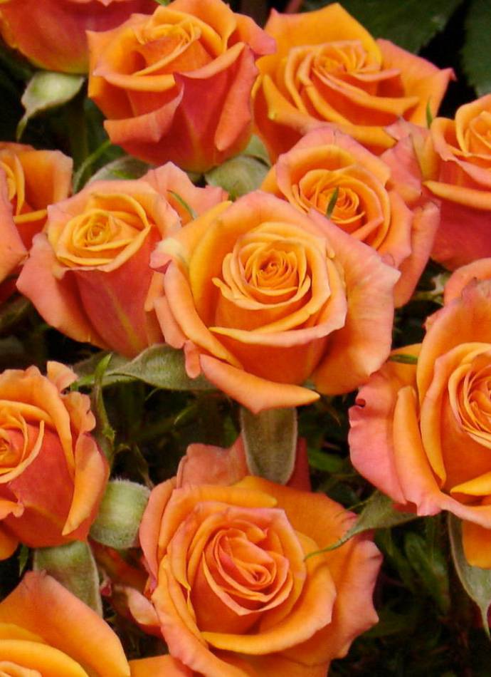 Троянда "Orange Babyflor" ("Оранж Бебі")