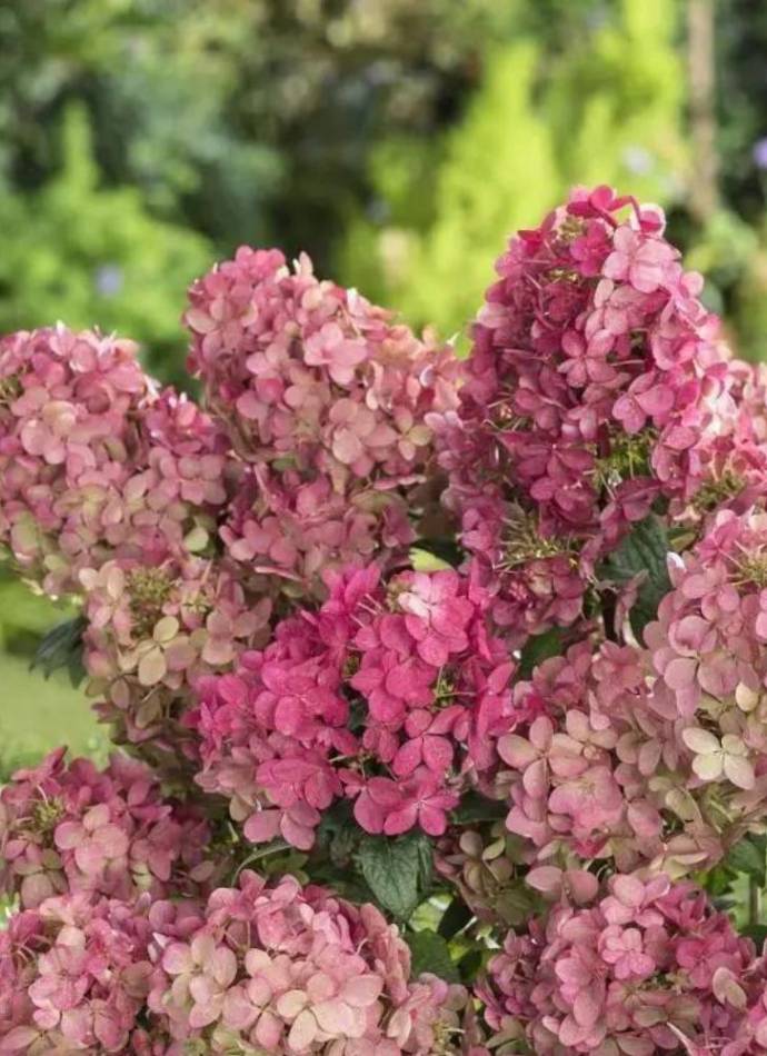 Гортензія волотиста Панфлора (Panflora), 2л