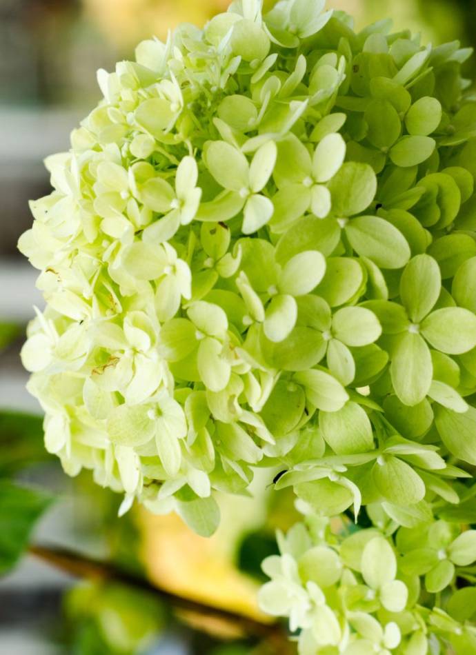 Гортензія волотиста Панфлора (Panflora), 2л