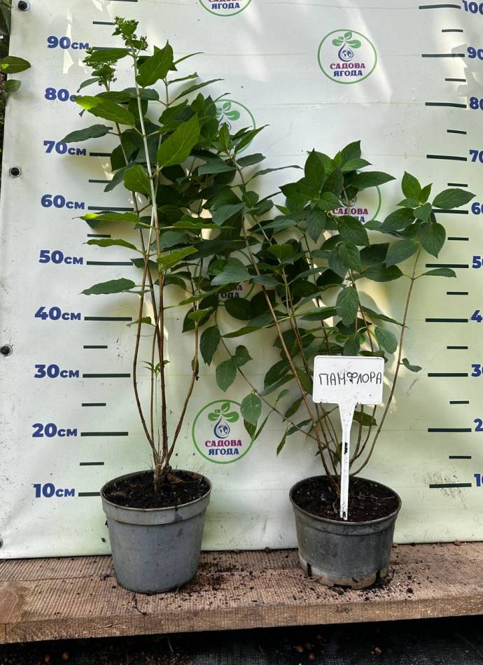 Гортензія волотиста Панфлора (Panflora), 2л