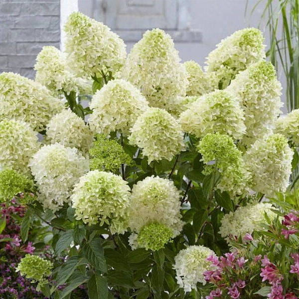 Гортензія волотиста Pastel Green (Пастель Грін) 2л