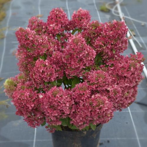 Гортензія волотиста Petite Cherry (Петіт чері) 2л