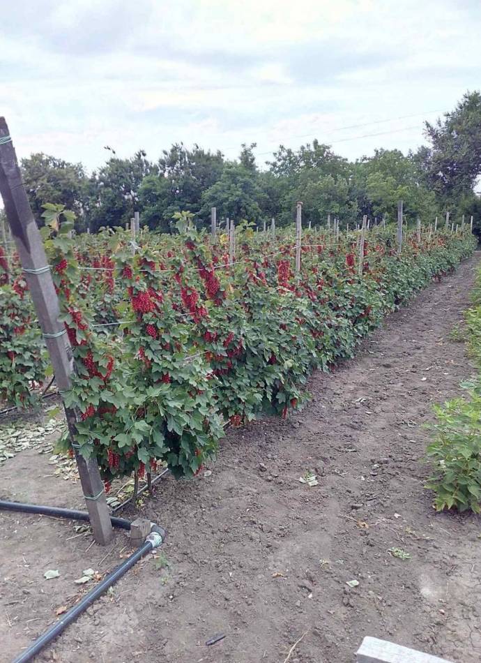 Червона смородина, порічка "Ровада"