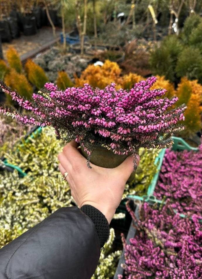 Еріка рожева