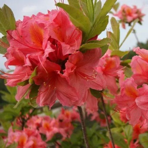 Азалія листопадна Pink Delinght (Пінк Делайт) 2р 3