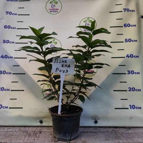 Гортензія волотиста Living pink rose (Лівінг пінк роуз), 2 л