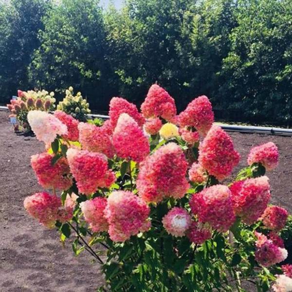 Гортензія волотиста  Living pink rose (Лівінг пінк роуз), 2 л