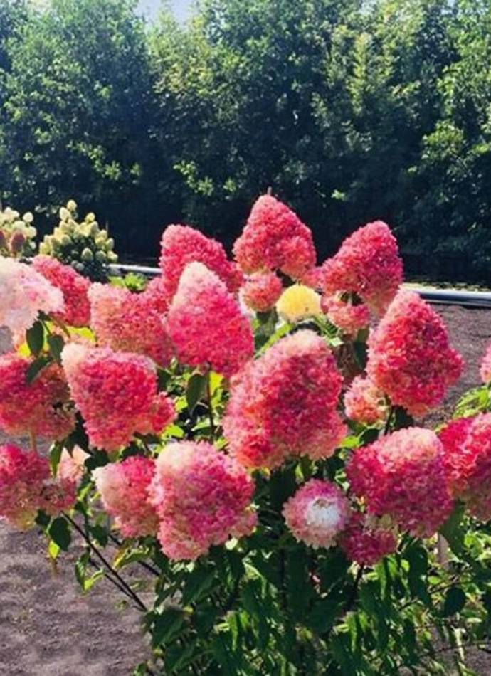 Гортензія волотиста  Living pink rose (Лівінг пінк роуз), 2 л