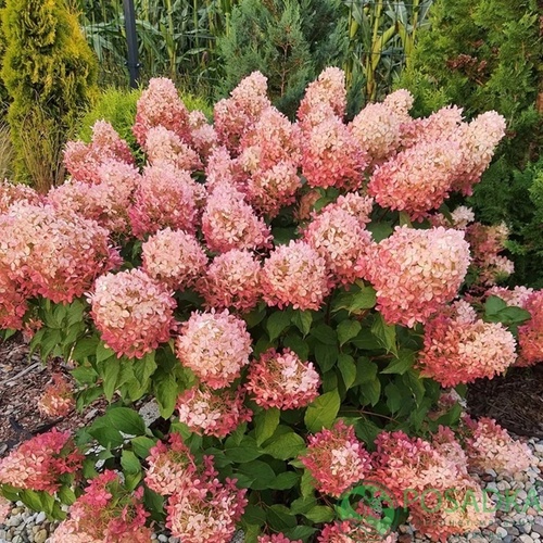Гортензія волотиста Pink Light (Пінк Лайт), 2л