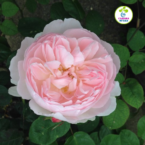 Троянда Півоні пінк (Peony Pink)