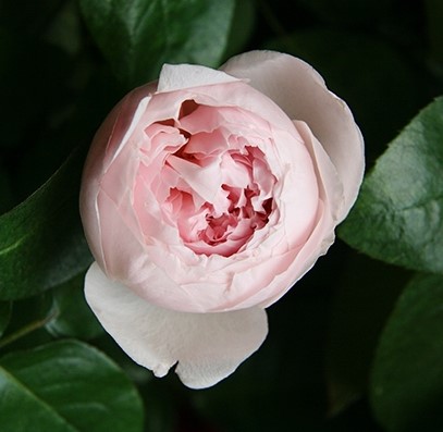 Троянда Півоні пінк (Peony Pink)