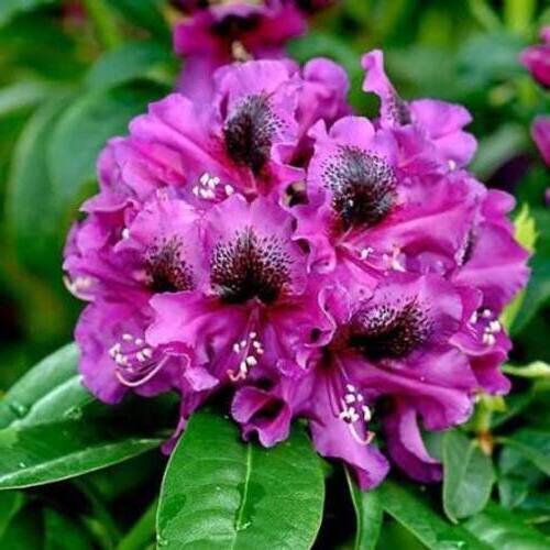 Рододендрон Purple Splendour (Перпл Сплендор), 1л